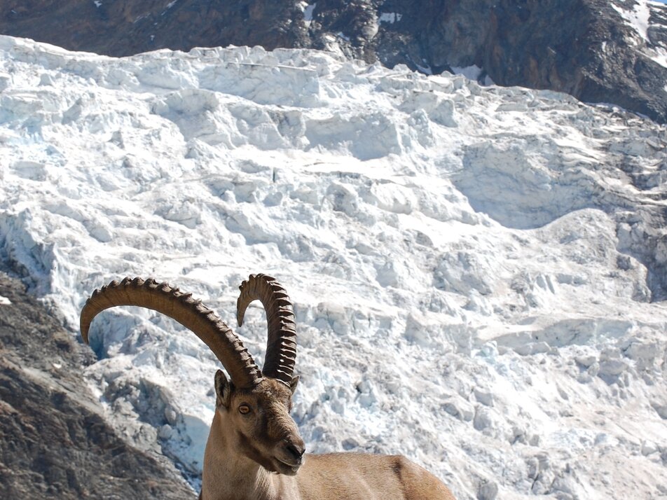 Riedgletscher Steinbock | © Holiday destination Grächen St. Niklaus