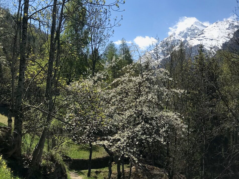 St. Niklaus - Wichel | © Holiday destination Grächen St. Niklaus