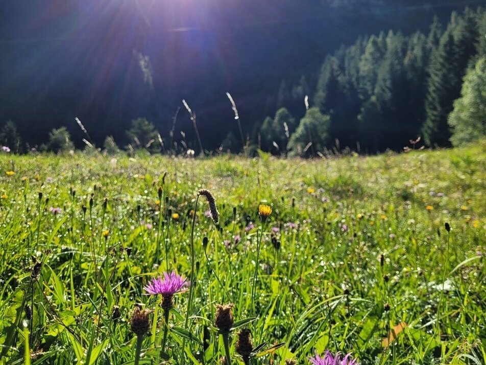 Gasenried | © Holiday destination Grächen St. Niklaus